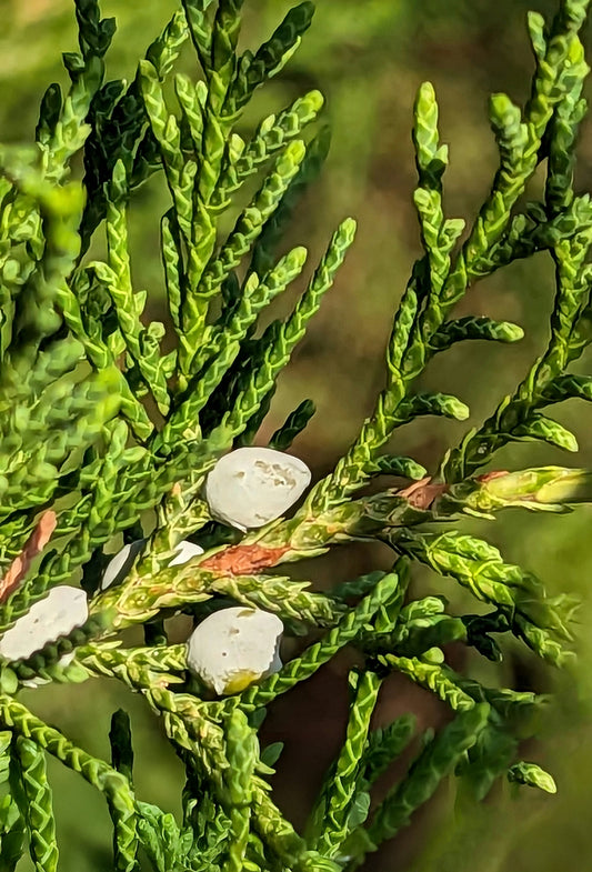 Cedarwood Oil Rect, Texas