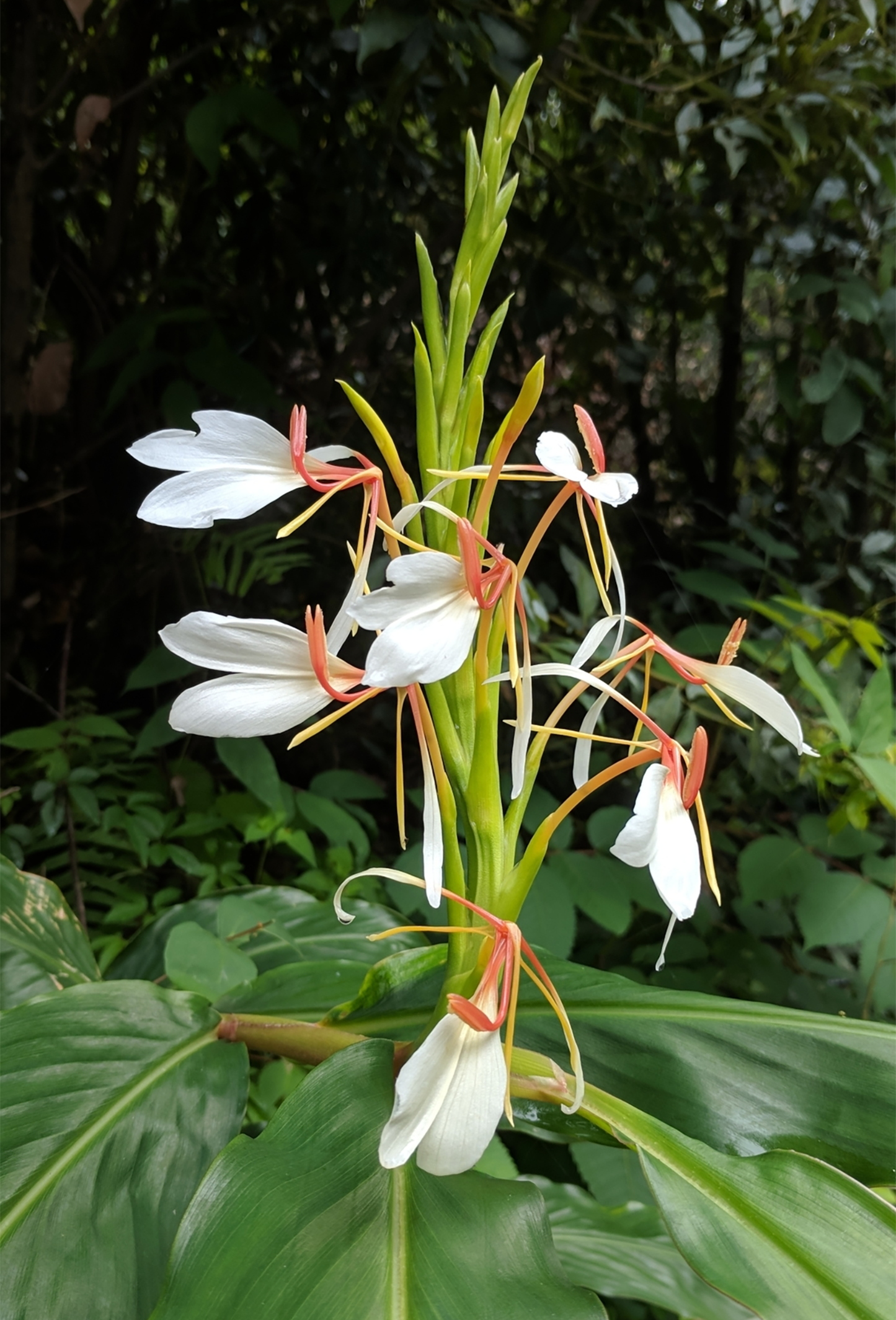Spiked Ginger Lily Oil