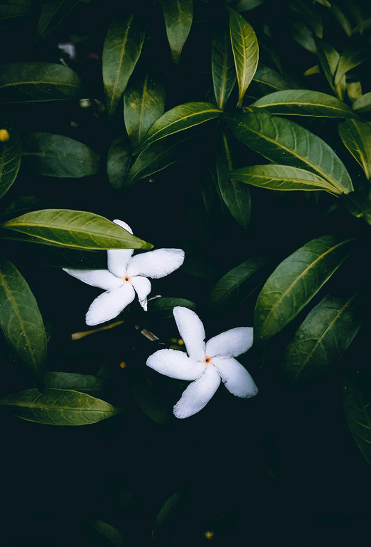 Jasmine Sample Kit