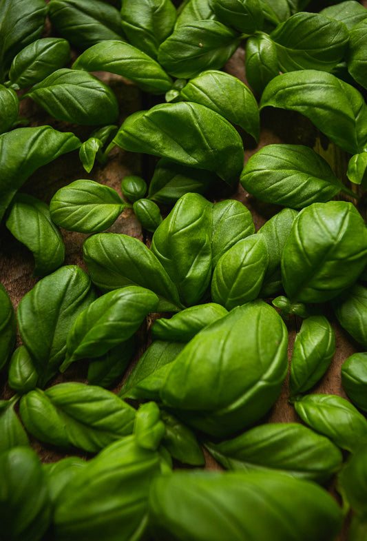 Basil ct Methyl Cinnamate