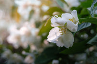 Ylang-Ylang III Oil, Org