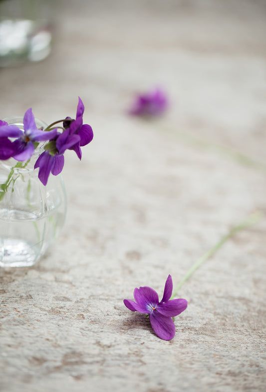 Violet Leaf Absolute, France