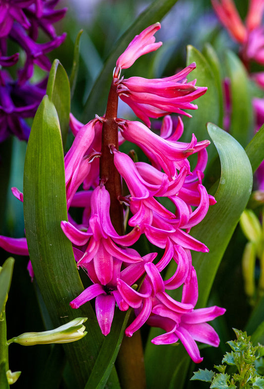 Phenyl Ethyl Formate