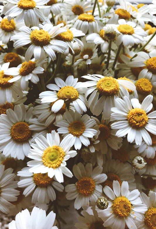 German Chamomile “Signature” Oil