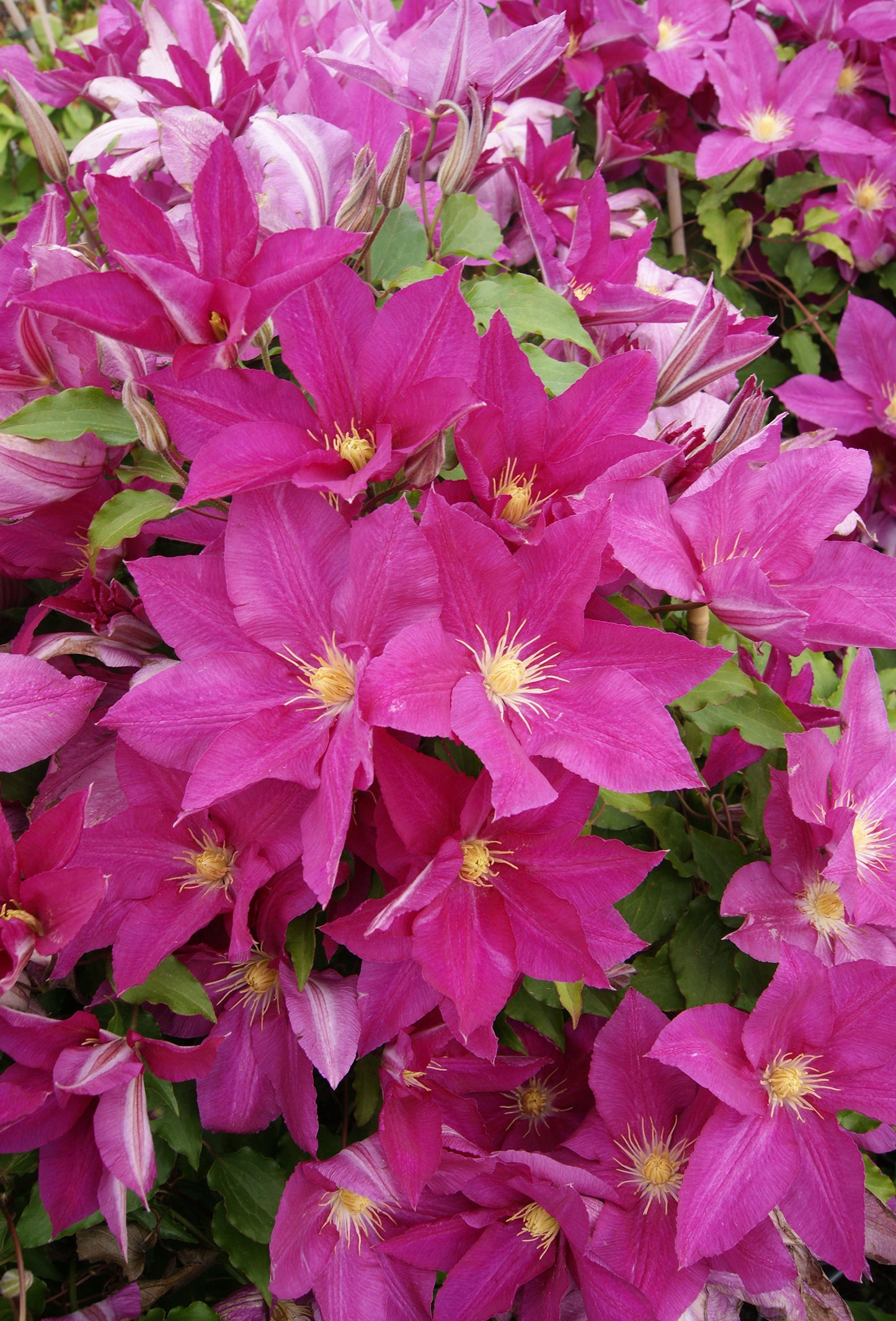 Clematis