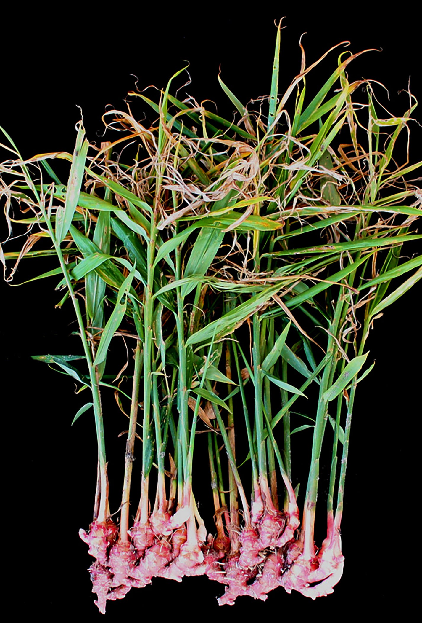 Red Ginger Oil Fraterworks