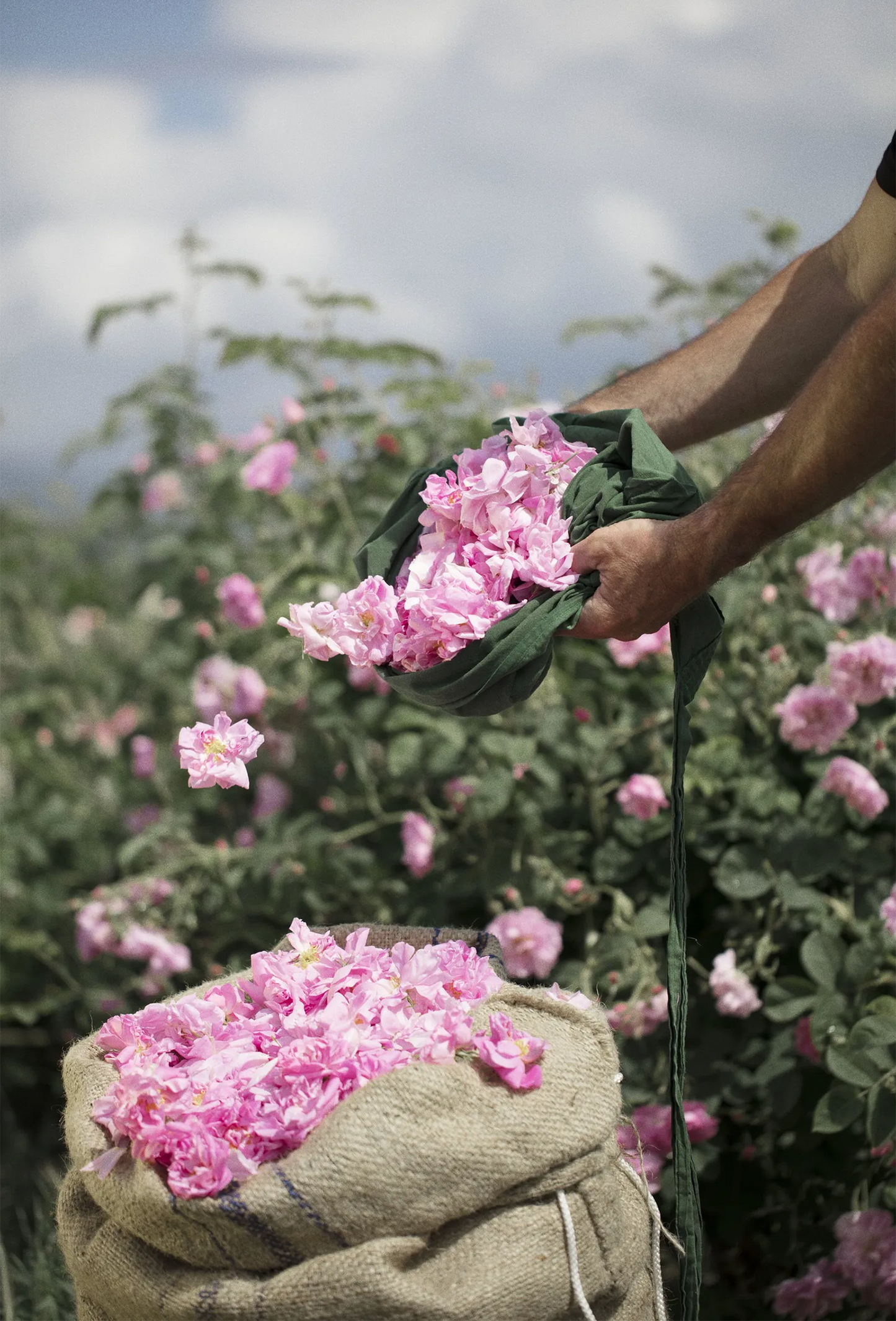 Rose de Mai Vintage