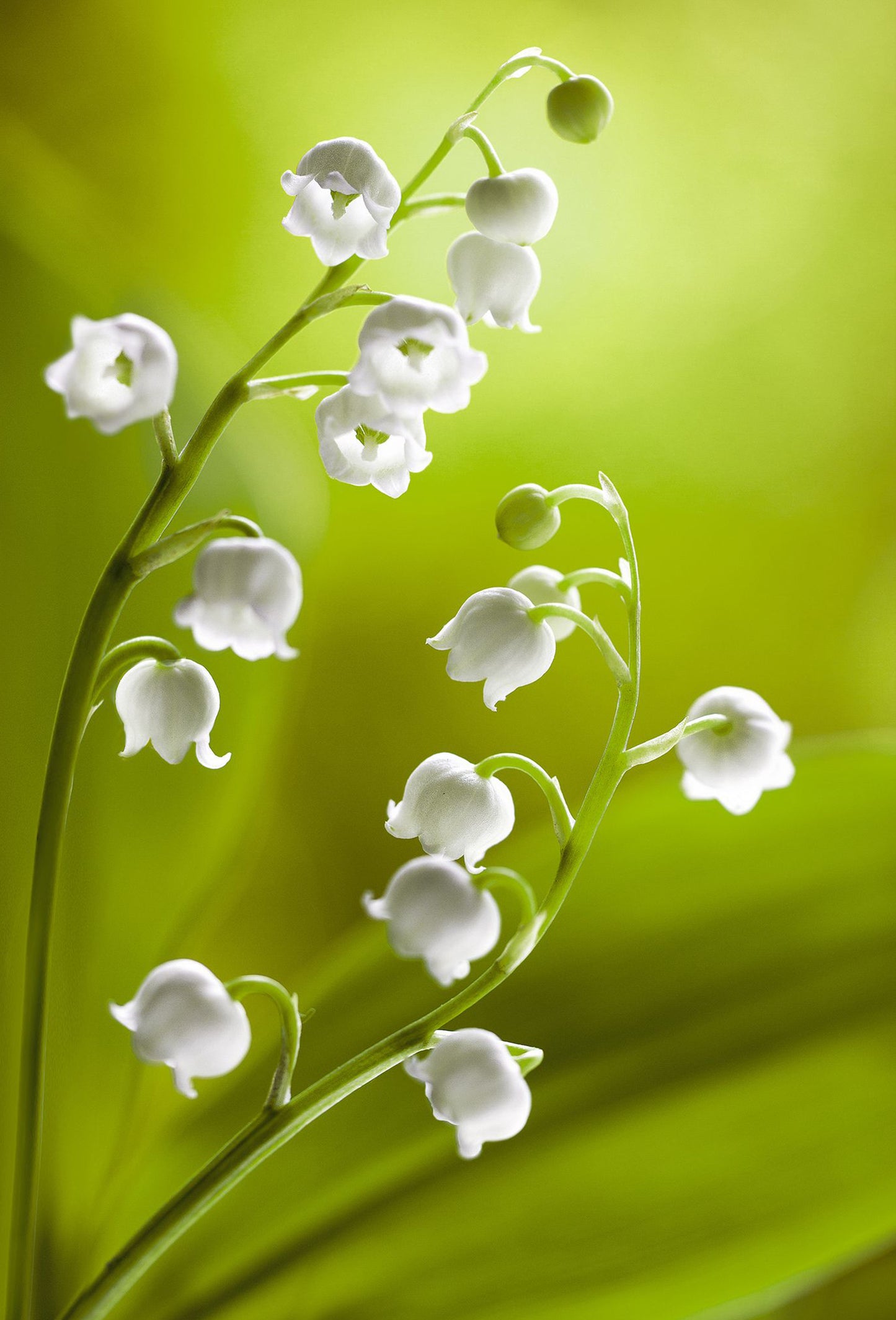 Muguet Fleurs