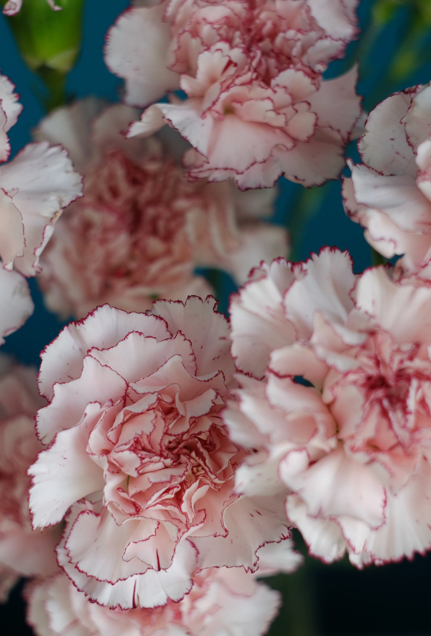 dianthus carnation flower floral