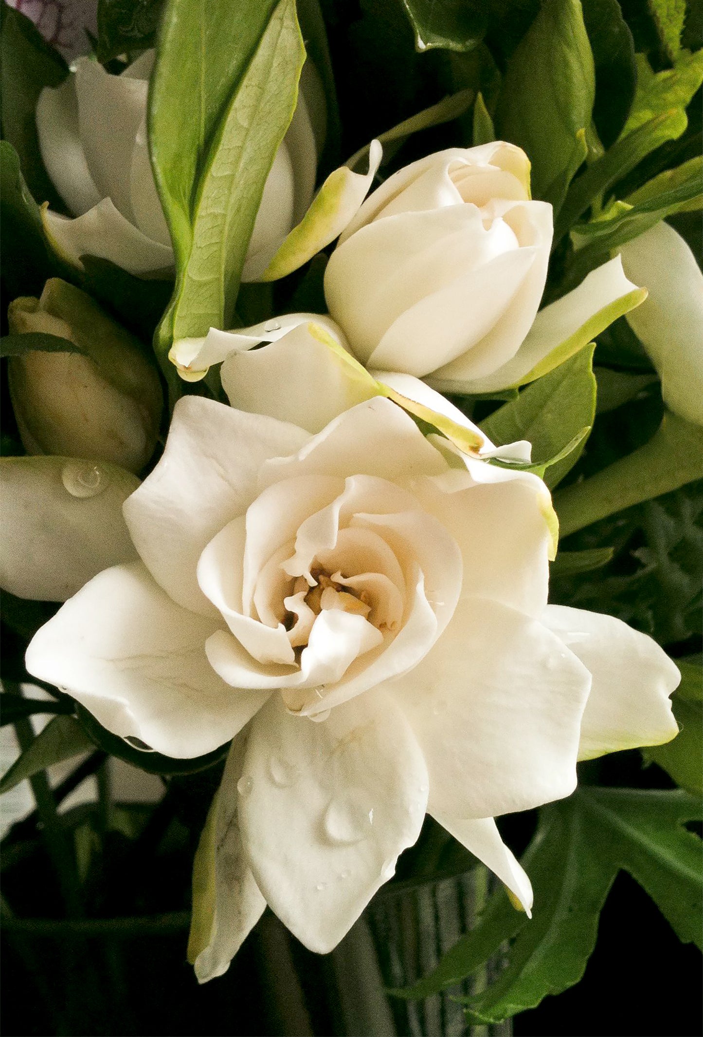 Gardenia J. Ellis