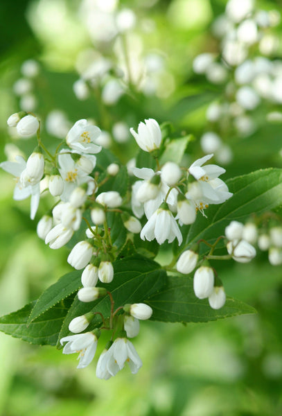 deutzia_graciliscyl-