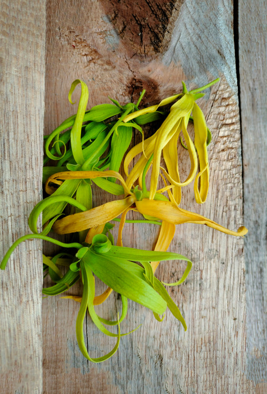 Ylang-Ylang Extra Superior Oil, Org