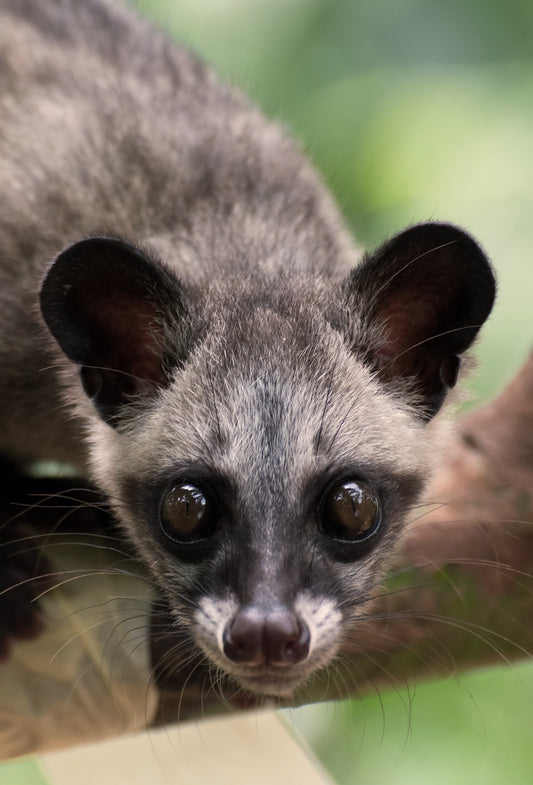 Wild Civet Tincture 2% (13 Yrs Aged)