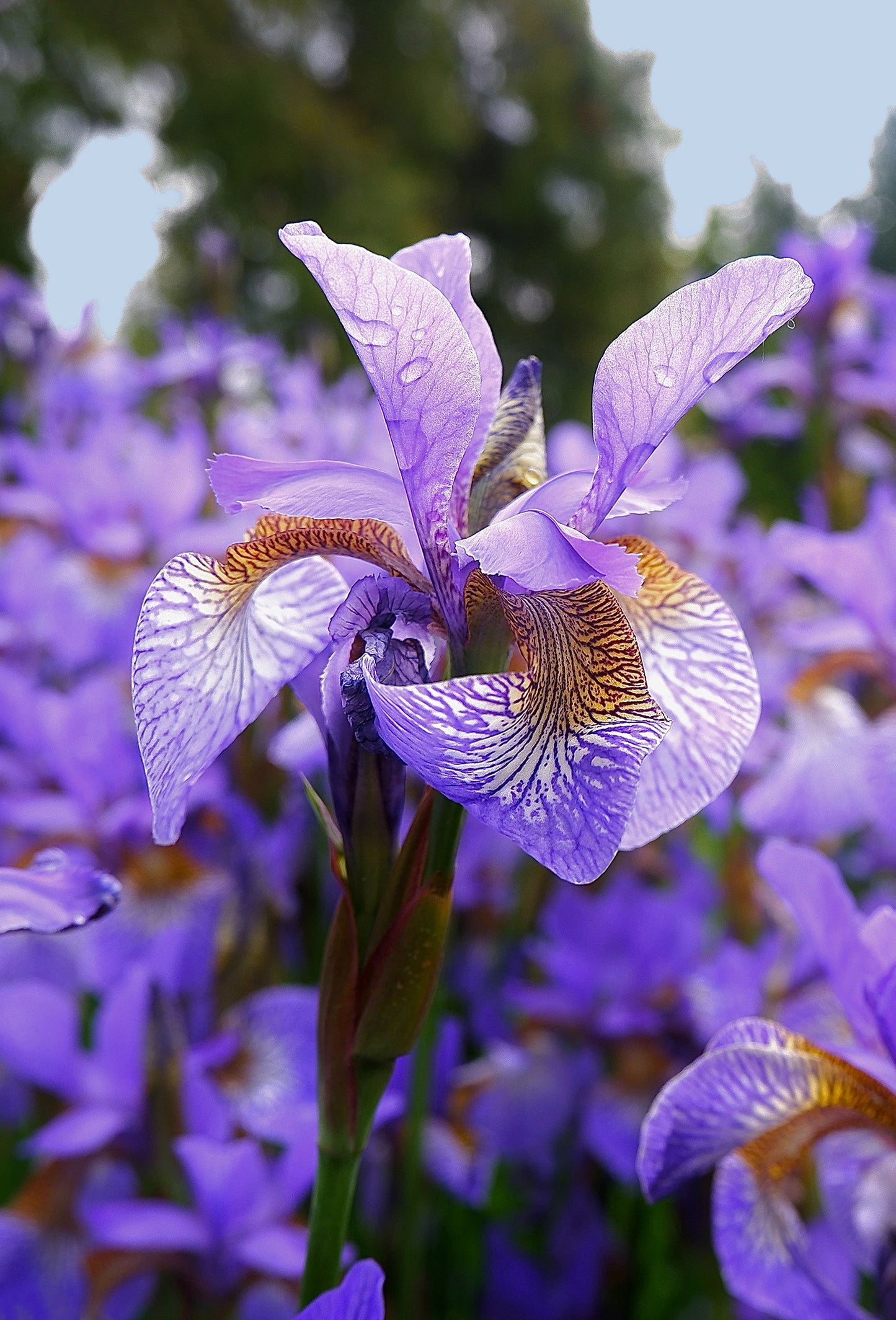 Orris Pallida “Signature” Resinoid