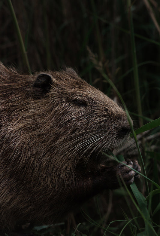 Animalics – Fraterworks