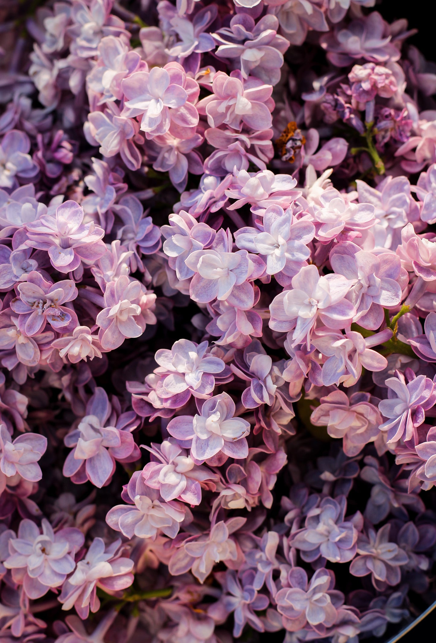 Lilas Pourpre