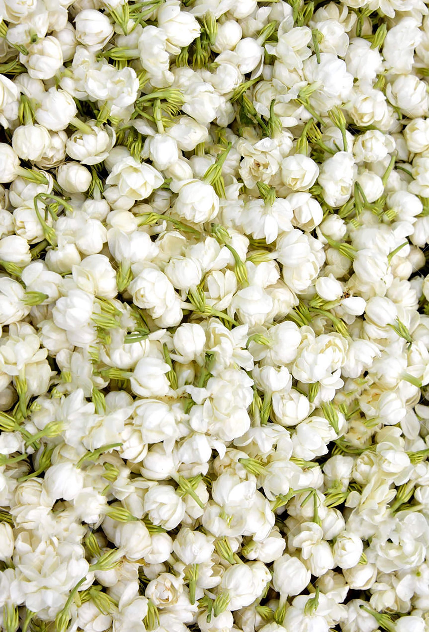 Jasmin Fleurs