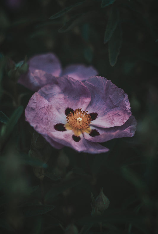 Cistus Oil “Rock Rose”