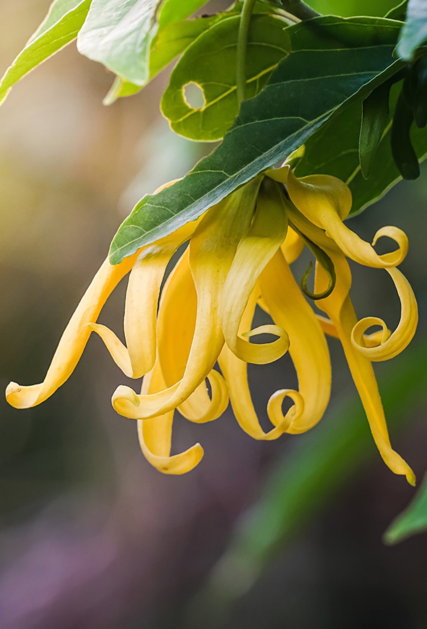 Ylang Impérial